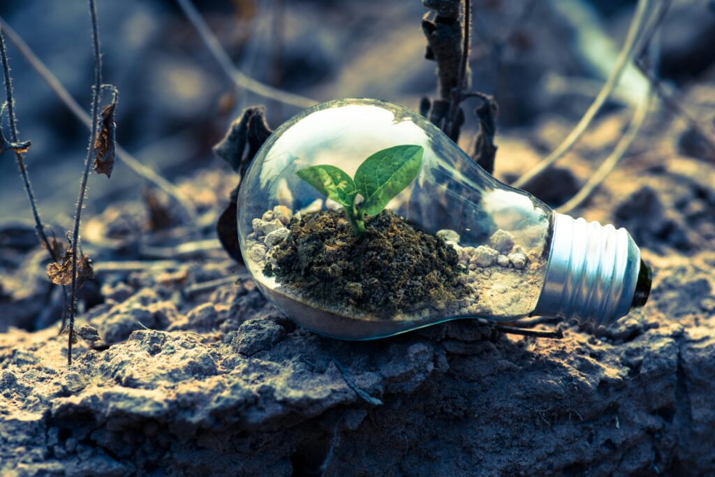 image représentant une plante dans une empoule 